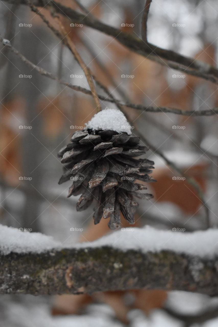Snow covered pine cone