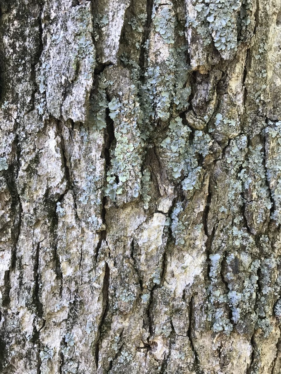 Texture, bark, tree