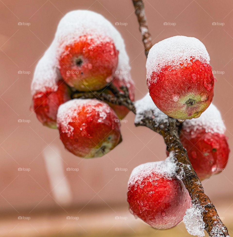 Frozen white capped red apples