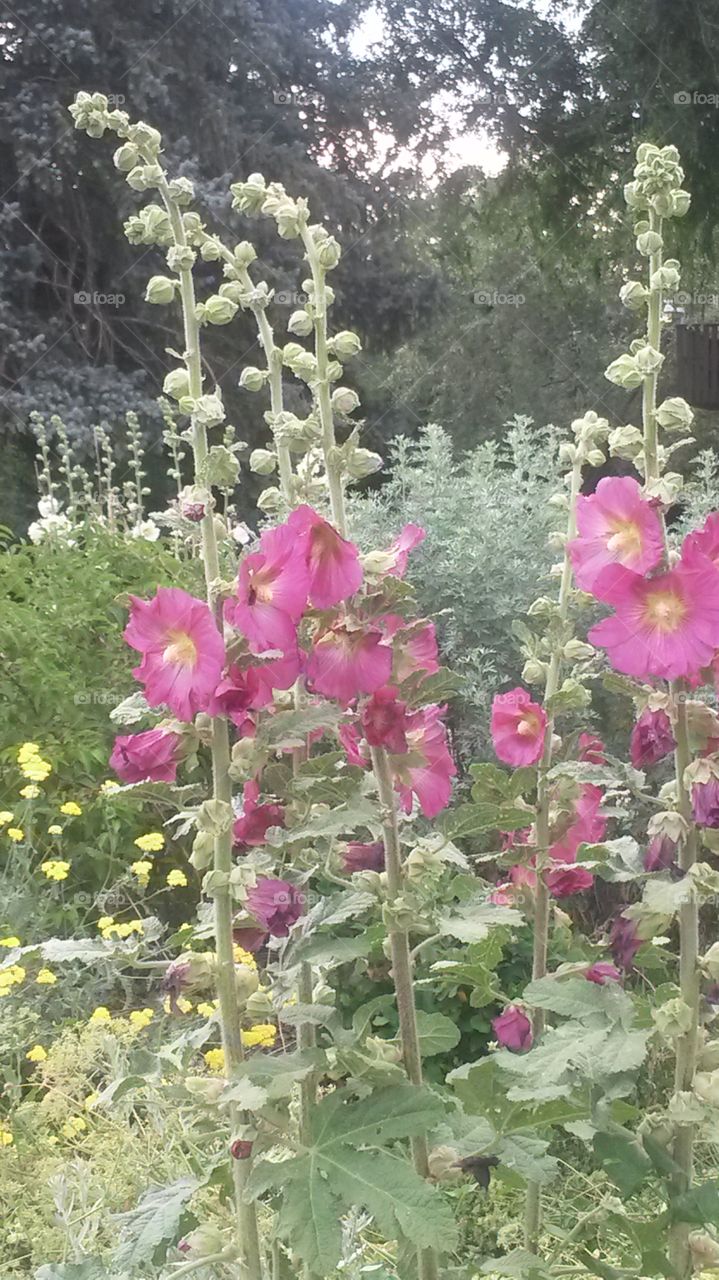 Hollyhocks