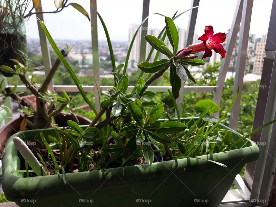 My  garden