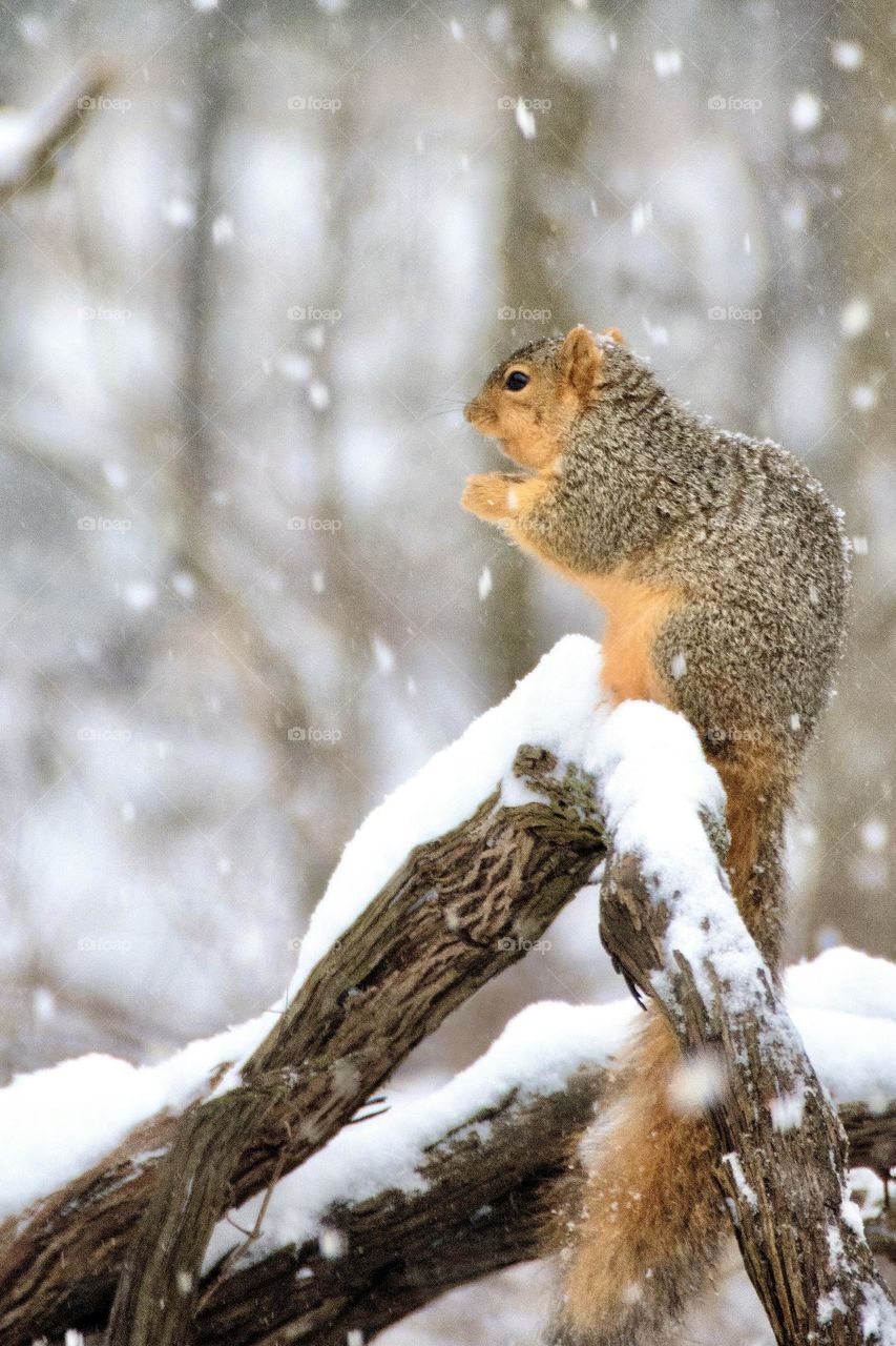 Fox squirrel on a snowy day