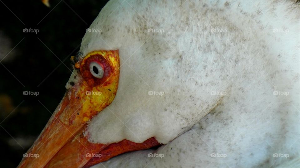 white pelican close up