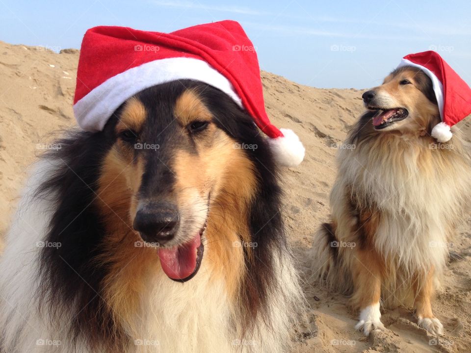 My collie dogs Lassie and Candy wearing a xmas hat, enjoying the autumn on the beach and celebrating the upcoming holidays waving hello