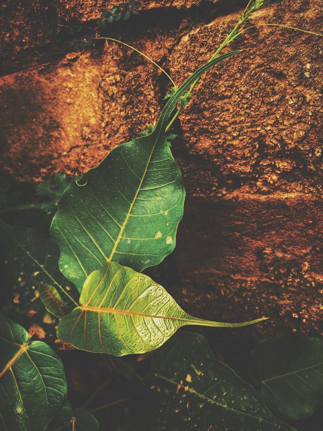 Green leaves