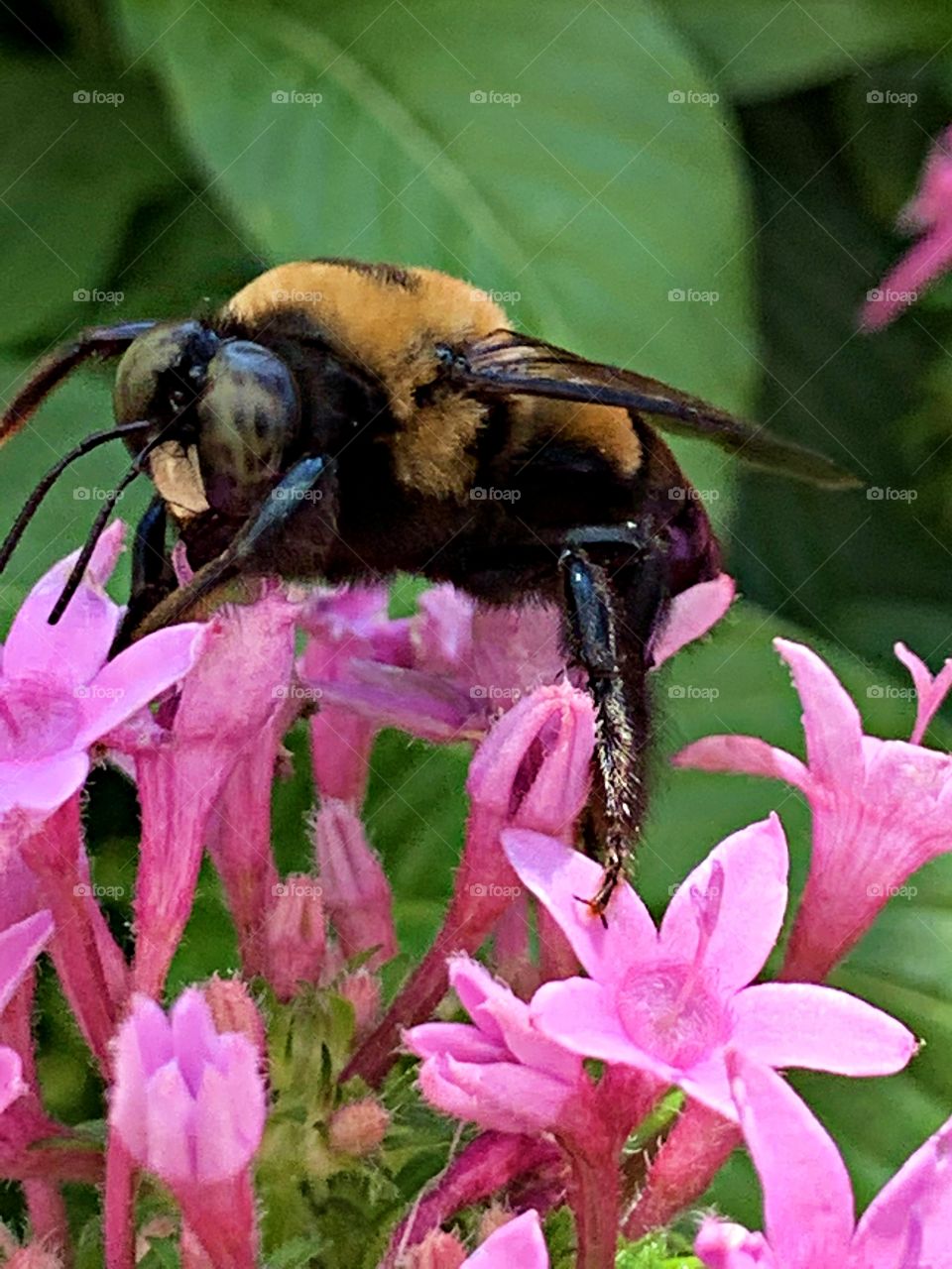 Celebrating spring - A spectacular and giant bumblebee gathers nectar. The brilliant color in the pink flowers is a way of attracting, such bees.