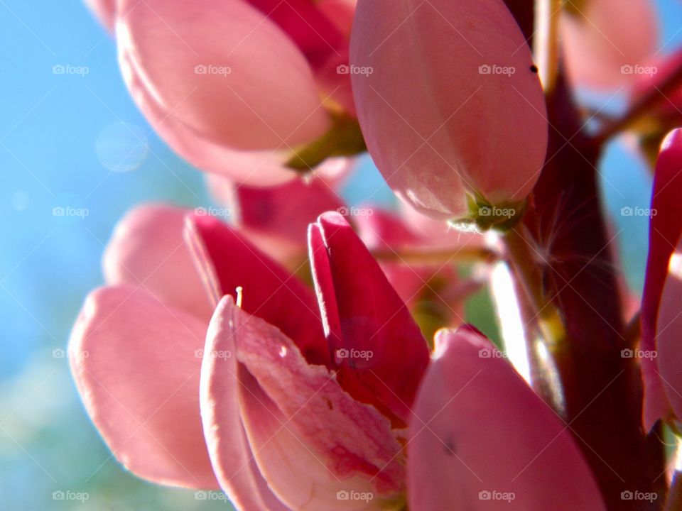 Pink garden. 