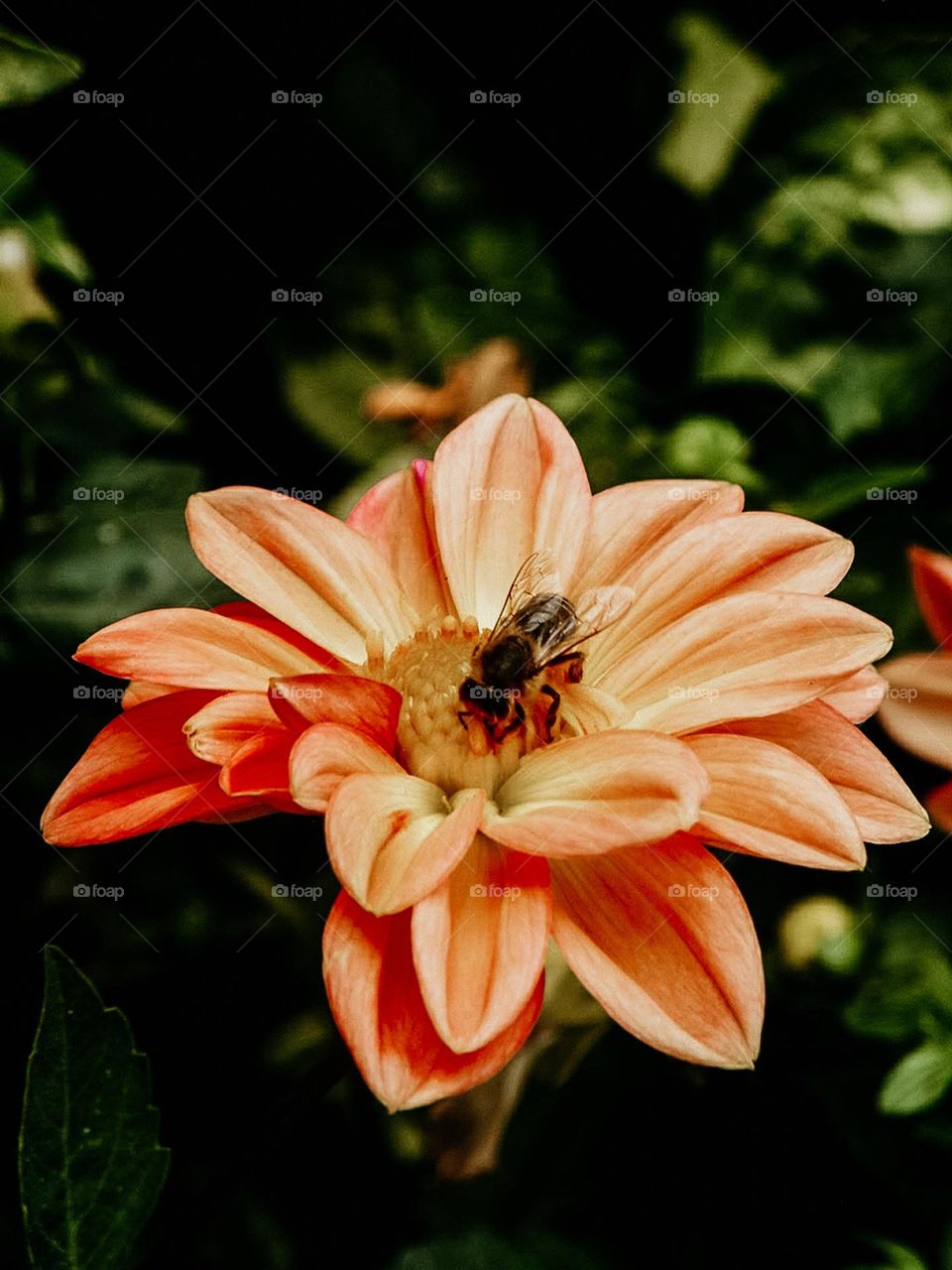 bee and a flower