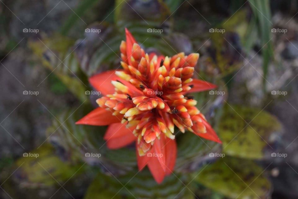 Tropical Flower in Costa Rica