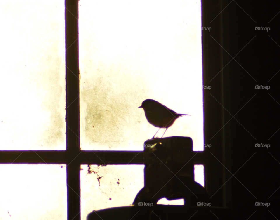 bird silhouette watching robin by mike1