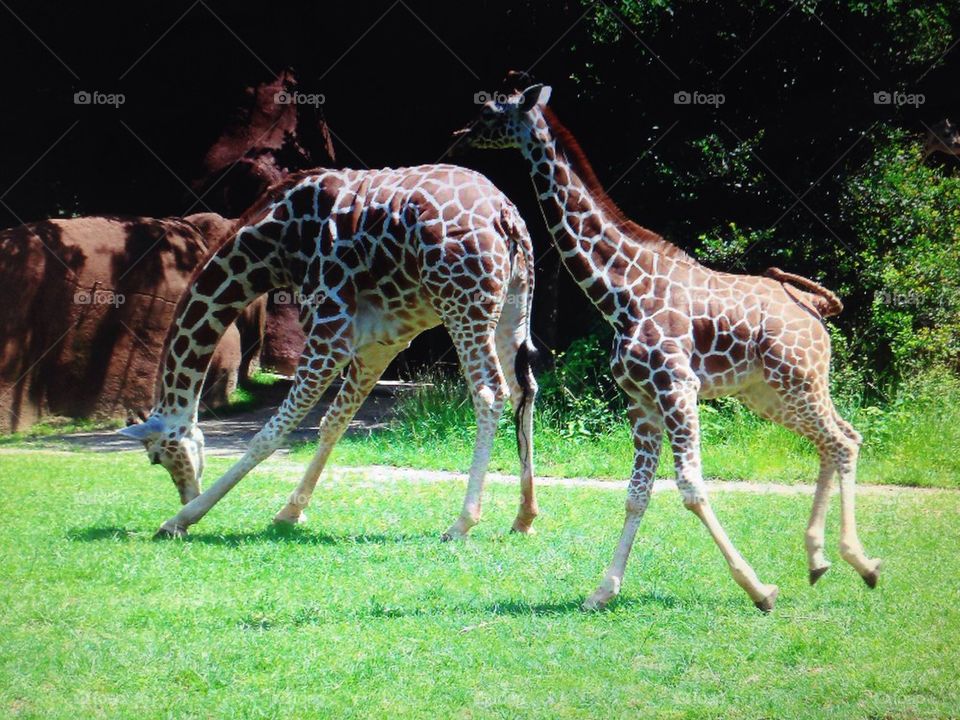 Giraffes