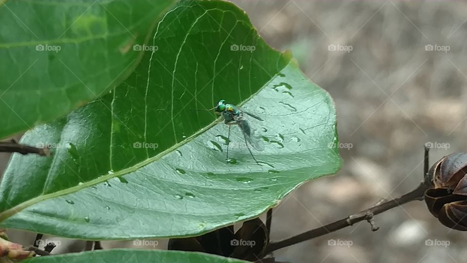 Nature, Leaf, Insect, Flora, Closeup