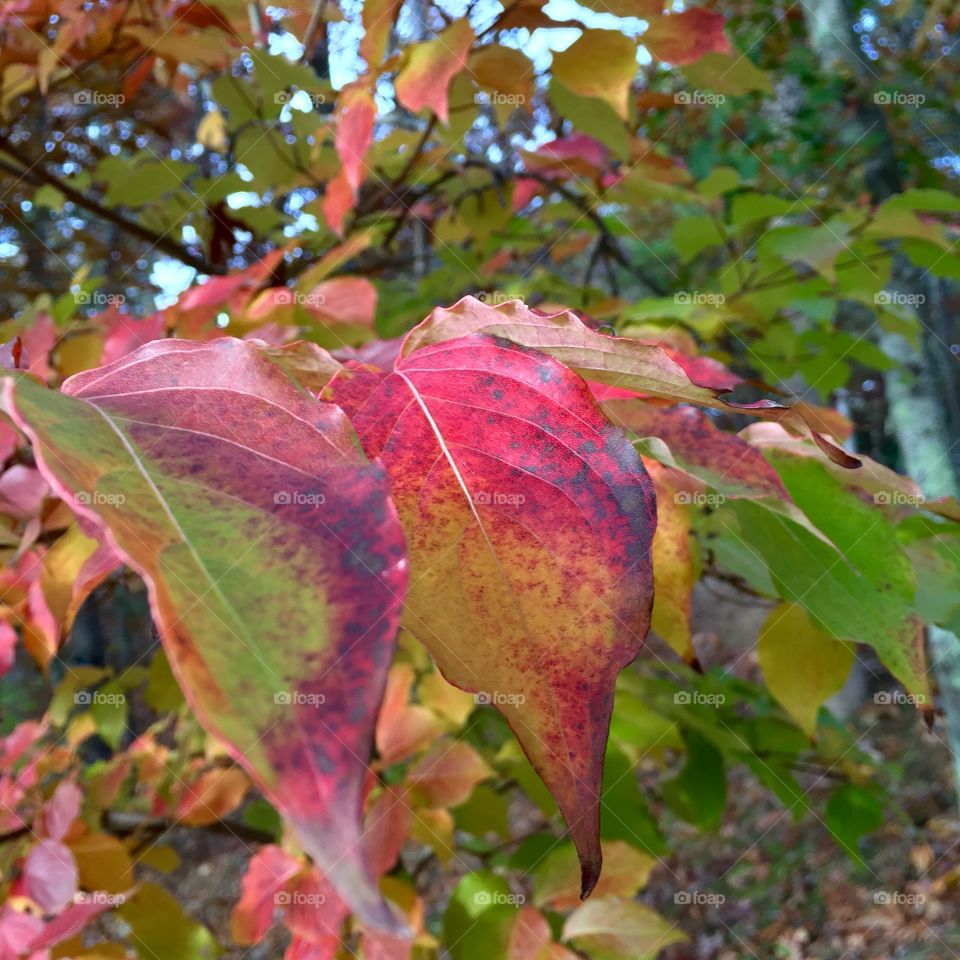 Leaf, Fall, Nature, Tree, Season