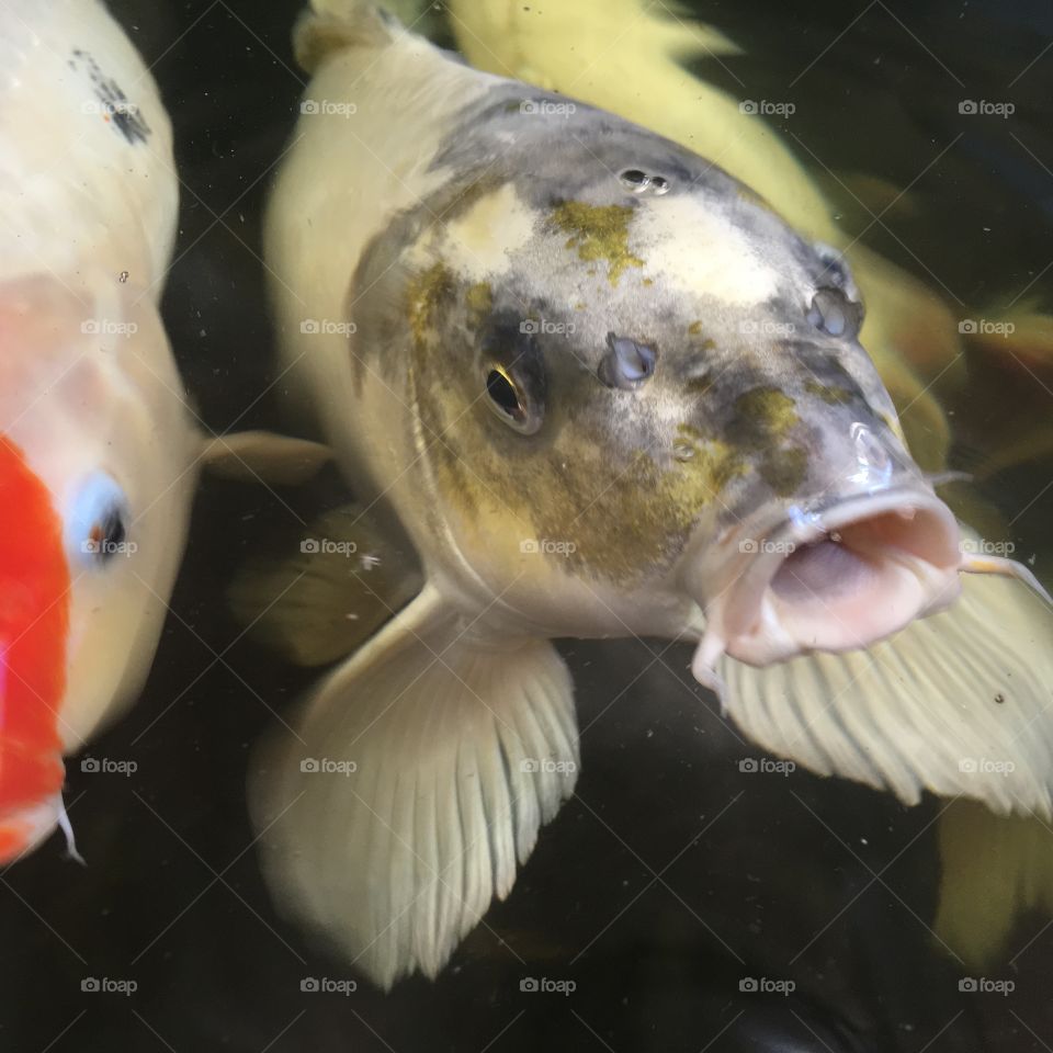 Koi pond fish 
