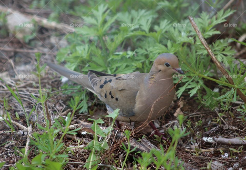 American mourning dove foraging among greens on an April morning 