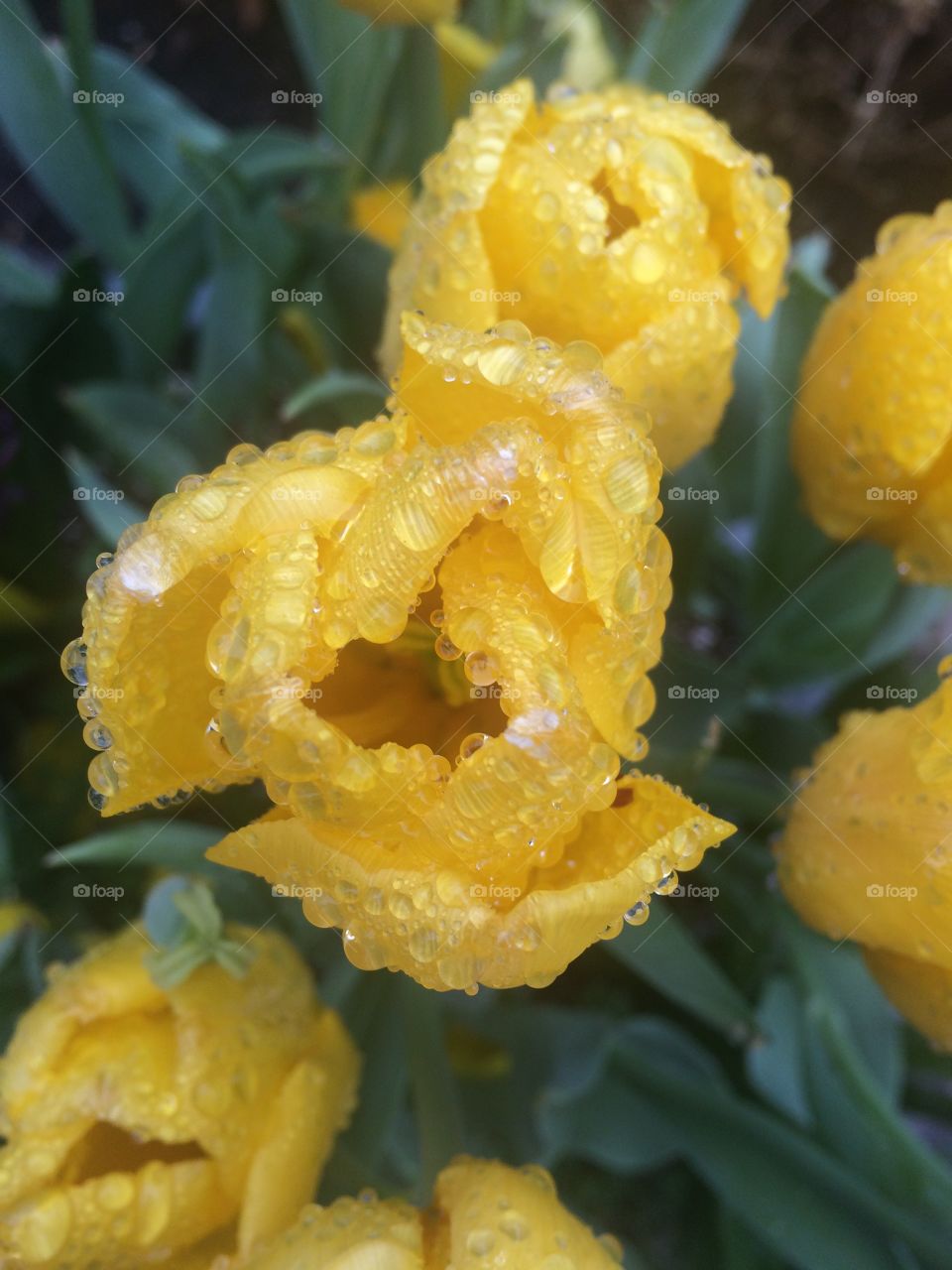 Flowers After the Rain 