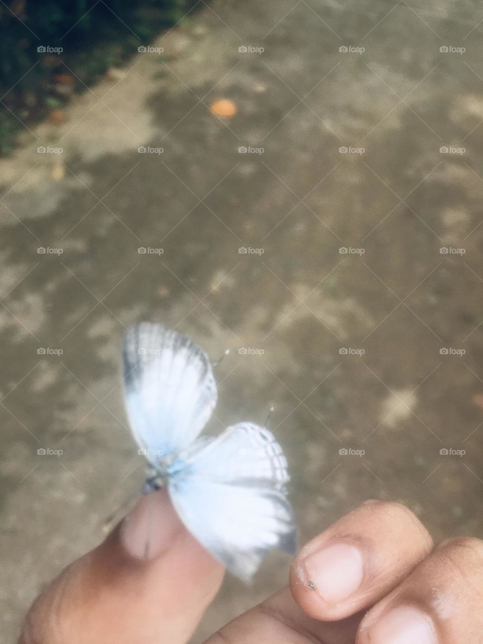 Butterfly 