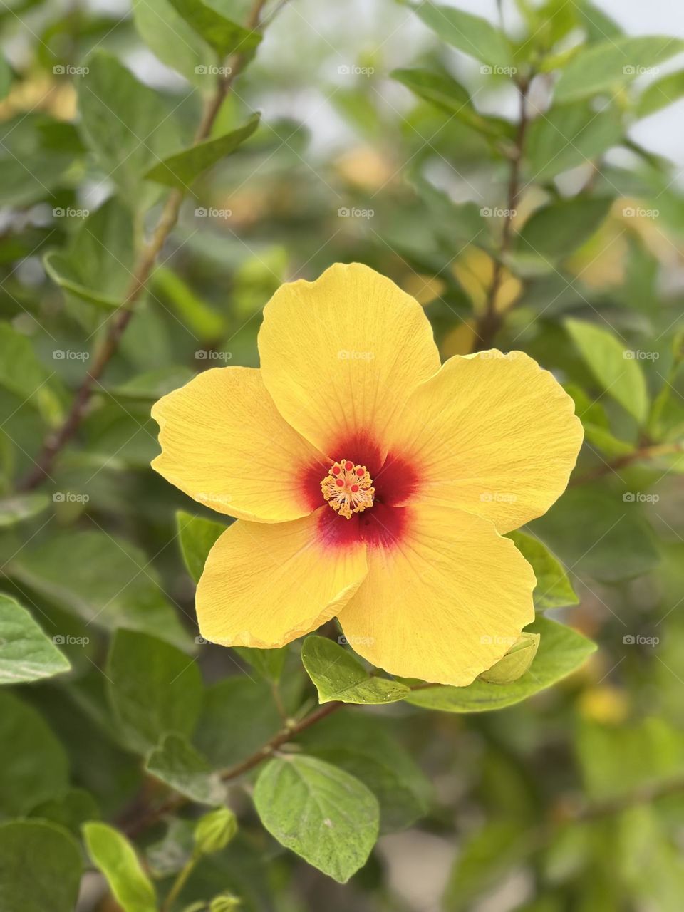 Yellow flower