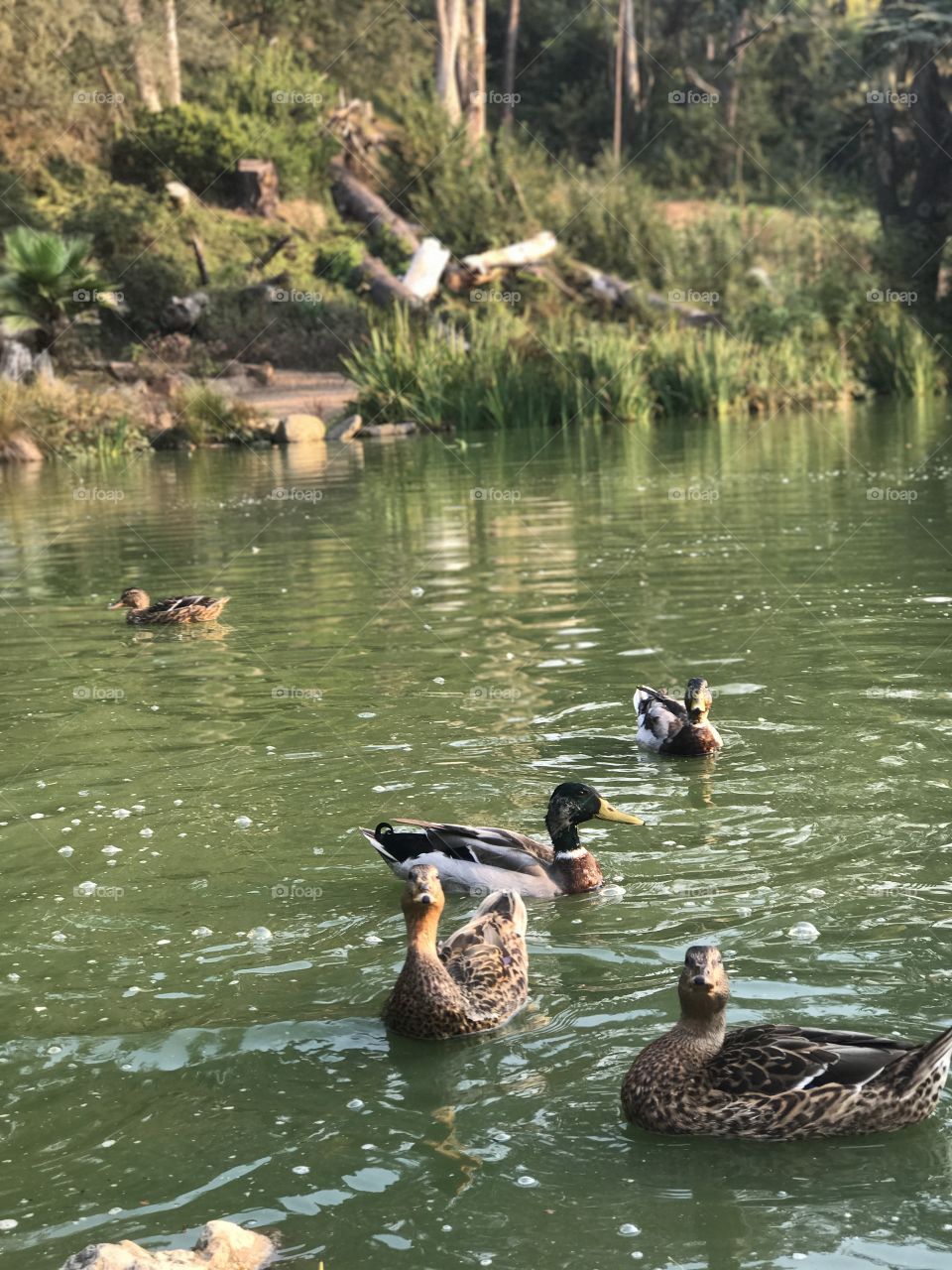 These duck are looking like "where's the food"