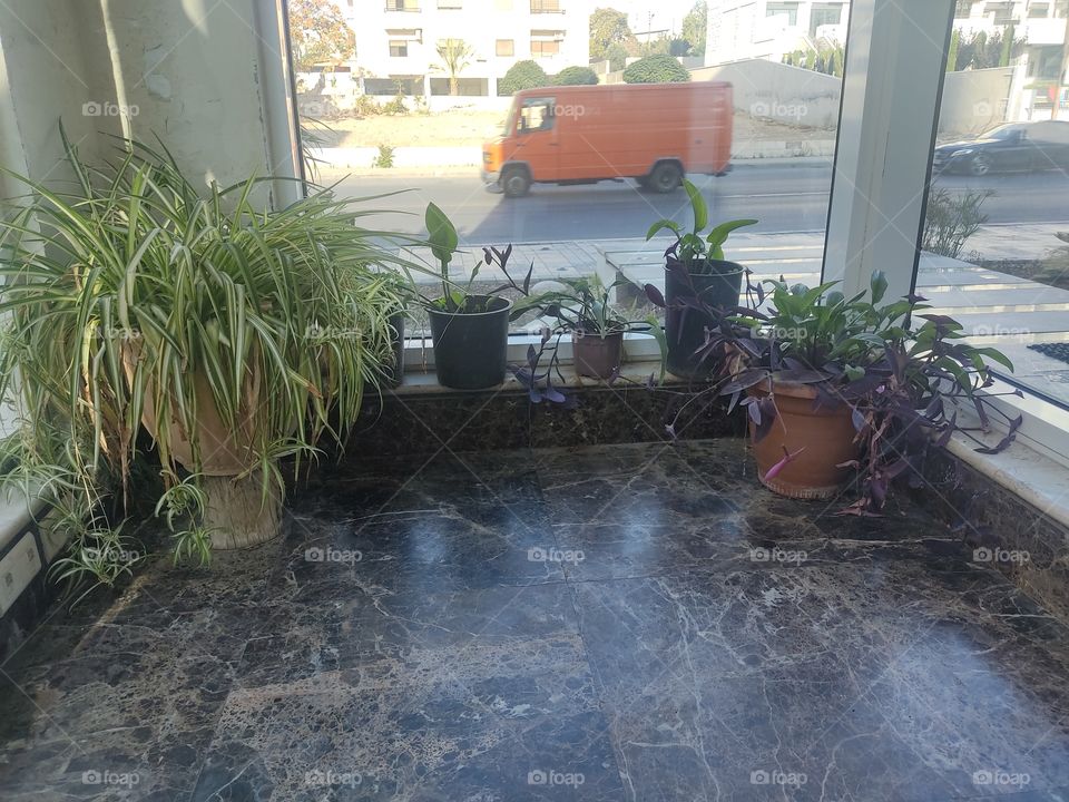 decoration plants