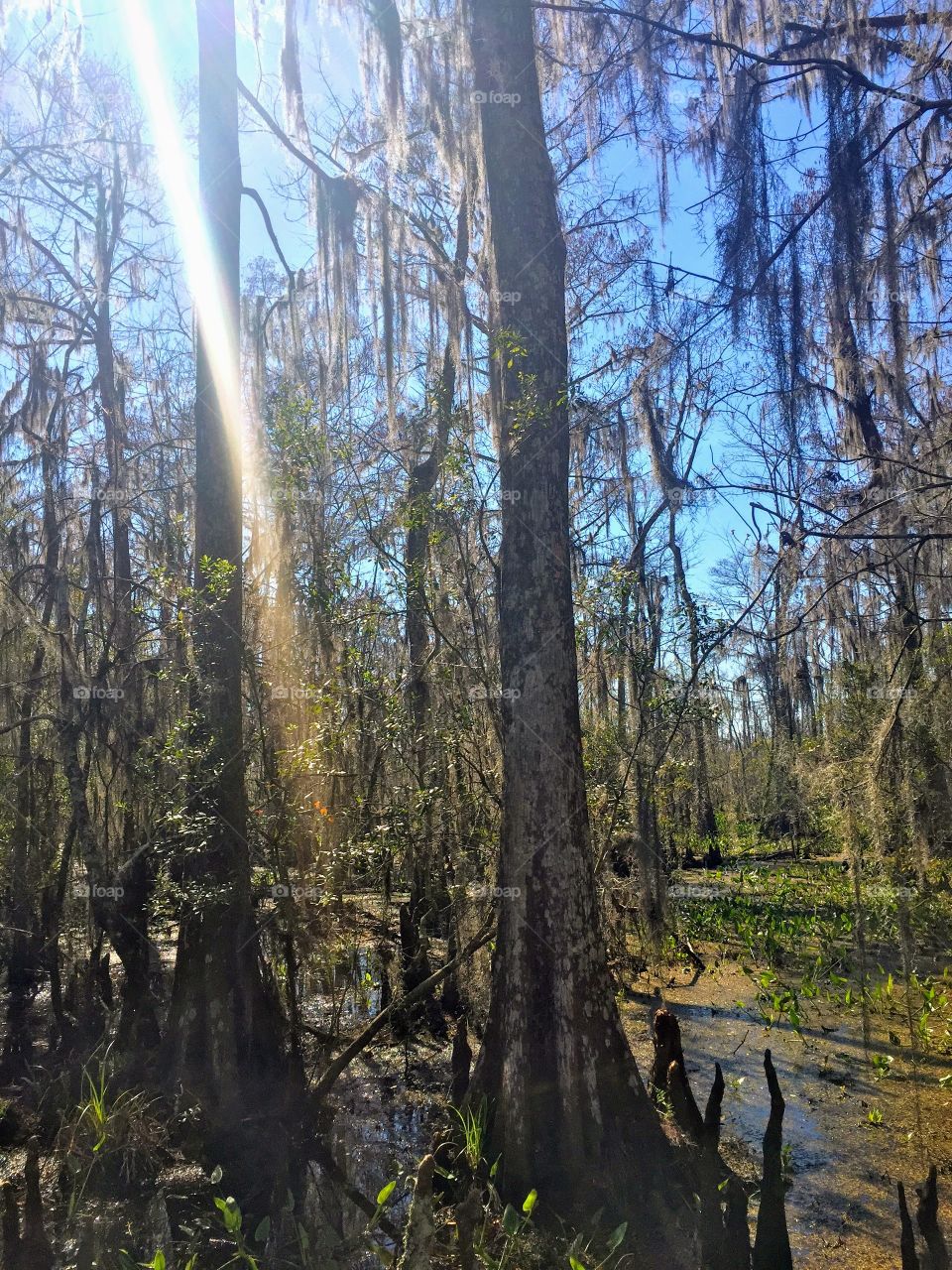 Bayou in New Orleans 