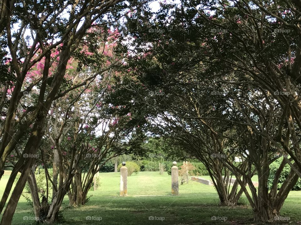 Crepe Myrtles at City Point, Hopewell Virginia 