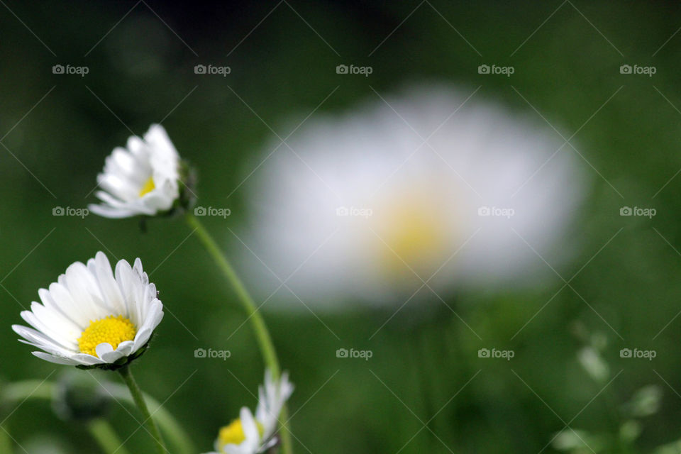 Bokeh Daisy