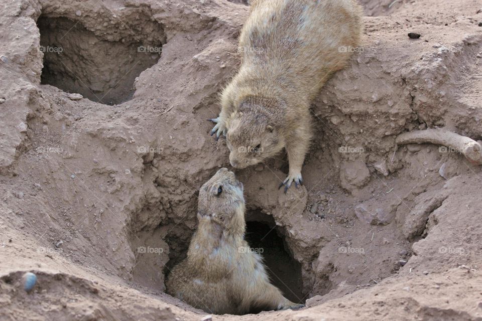 kissing Prarie dogs