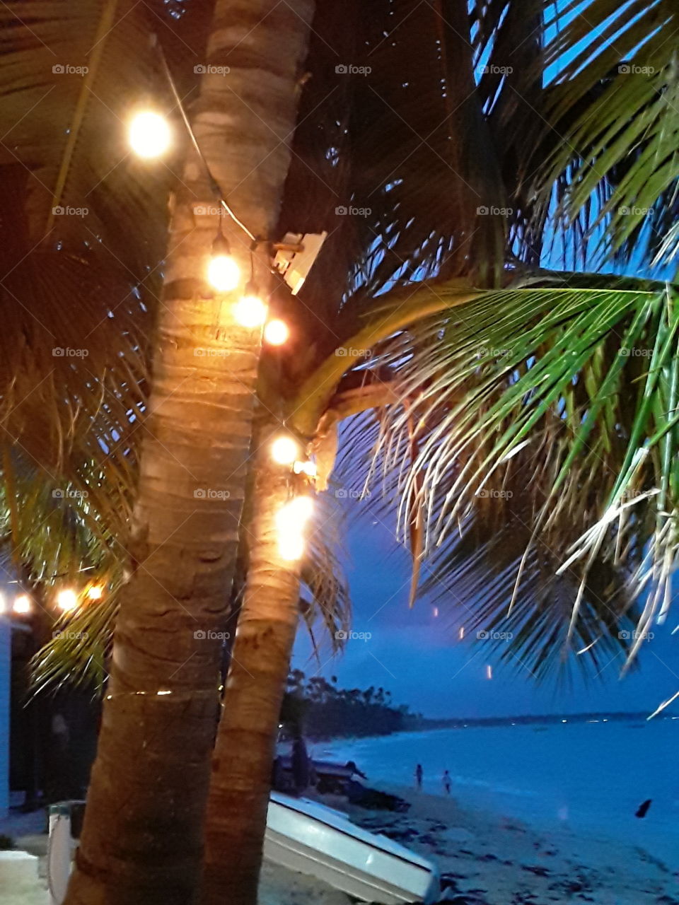 evening by the ocean palm trees lights