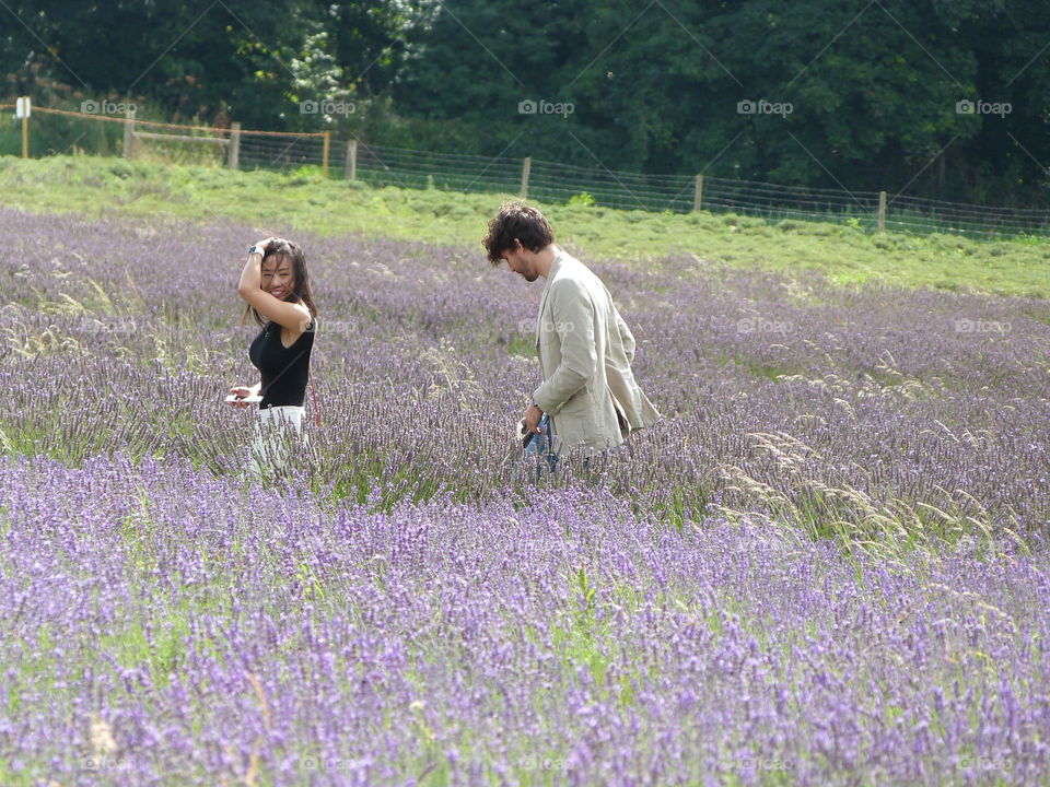 Flower, Field, Nature, Lavender (Flower), Lavender Color