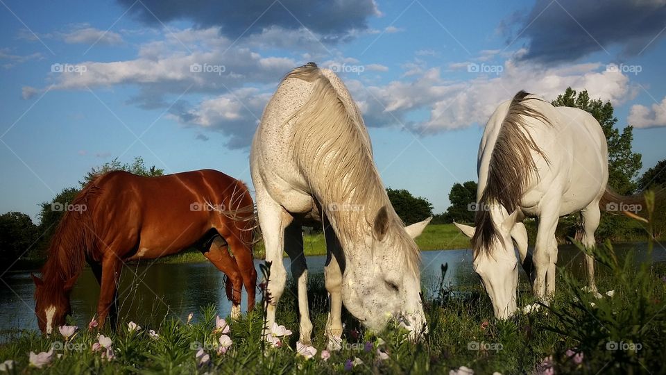 Close-up of horses in grassy field