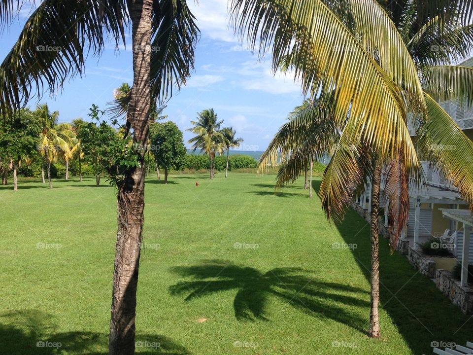 Bahama Lawn
