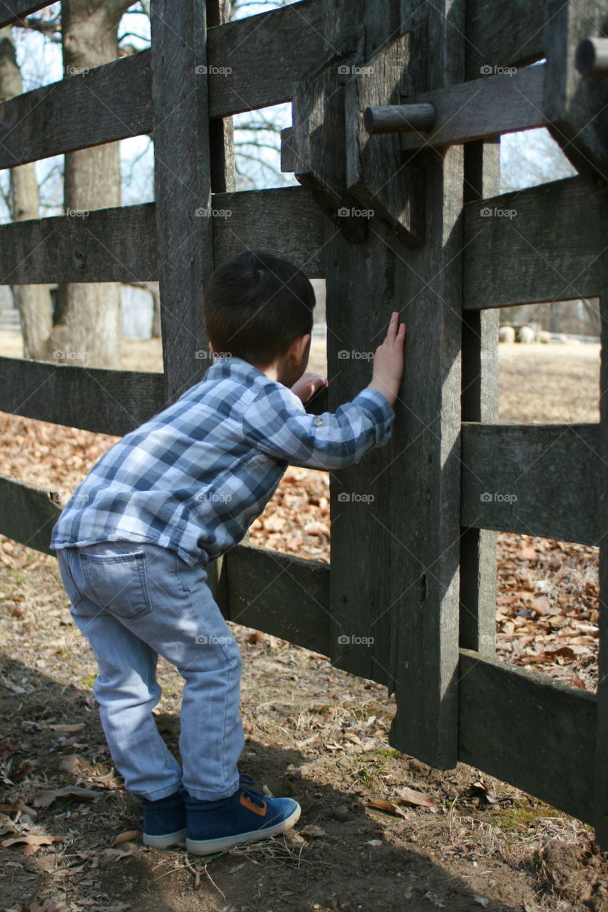 Looking through the Fence