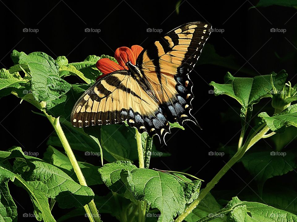 Eastern Tiger Swallowtail Butterfly- photographed feeding on a swamp daisy in my butterfly garden