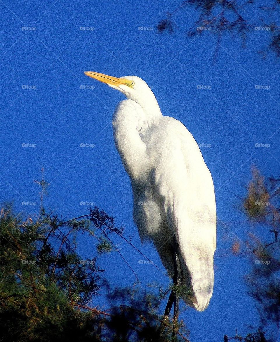 Great Egret in a Tree