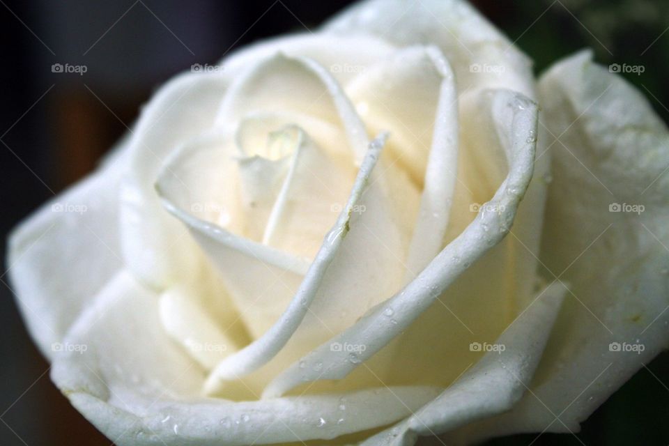 White Rose