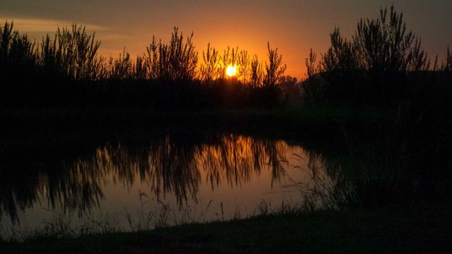 sunset grass reflection in water