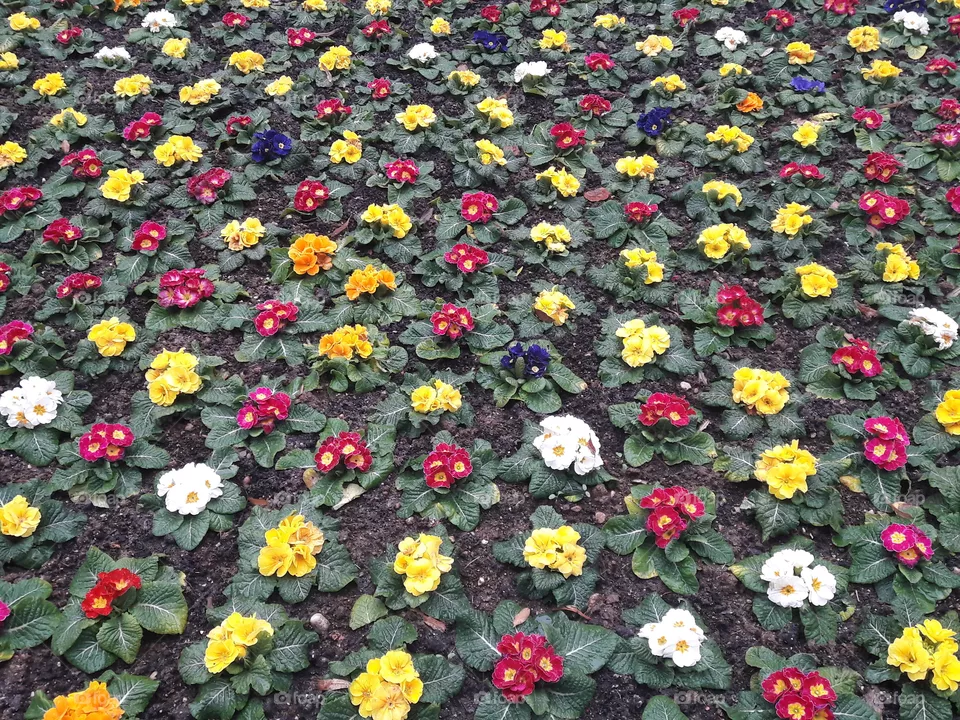 flowers