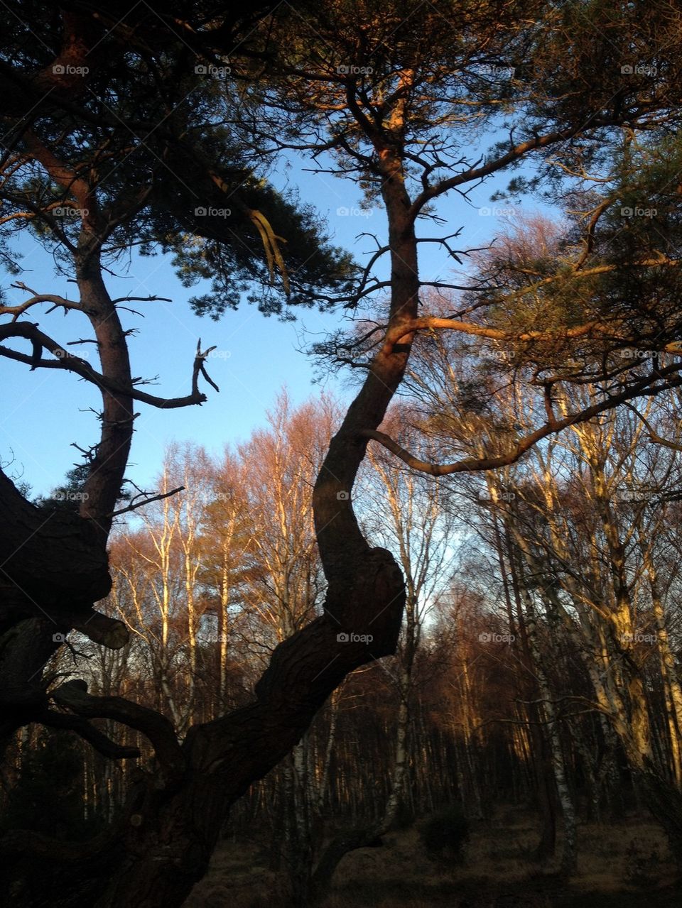 Silhouette autumn trees