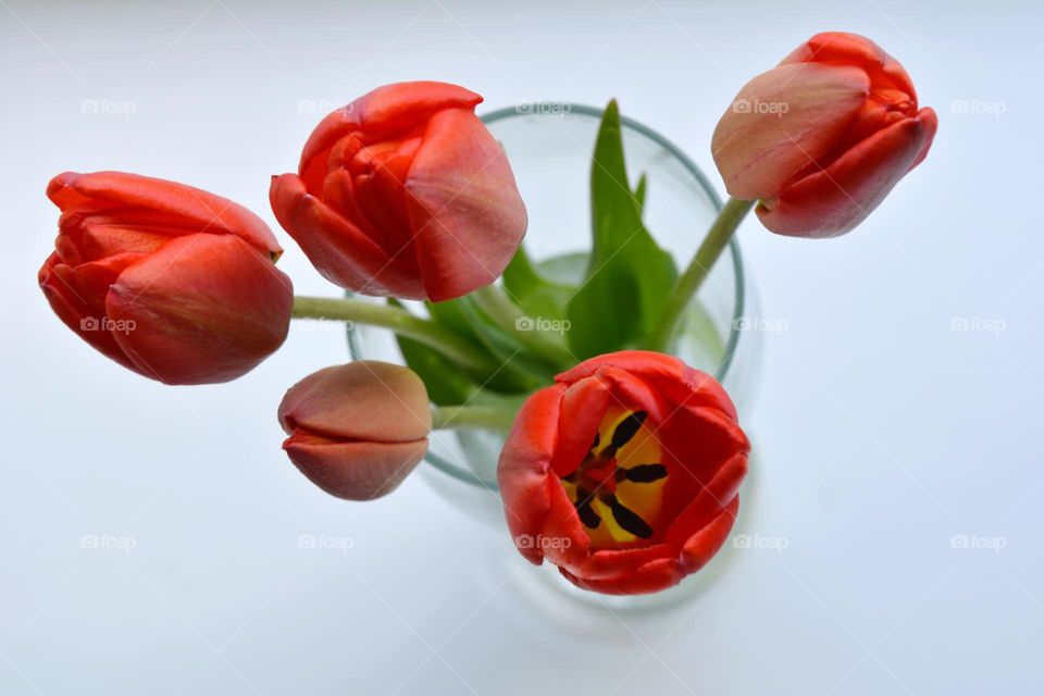 red tulips flowers in vase spring time