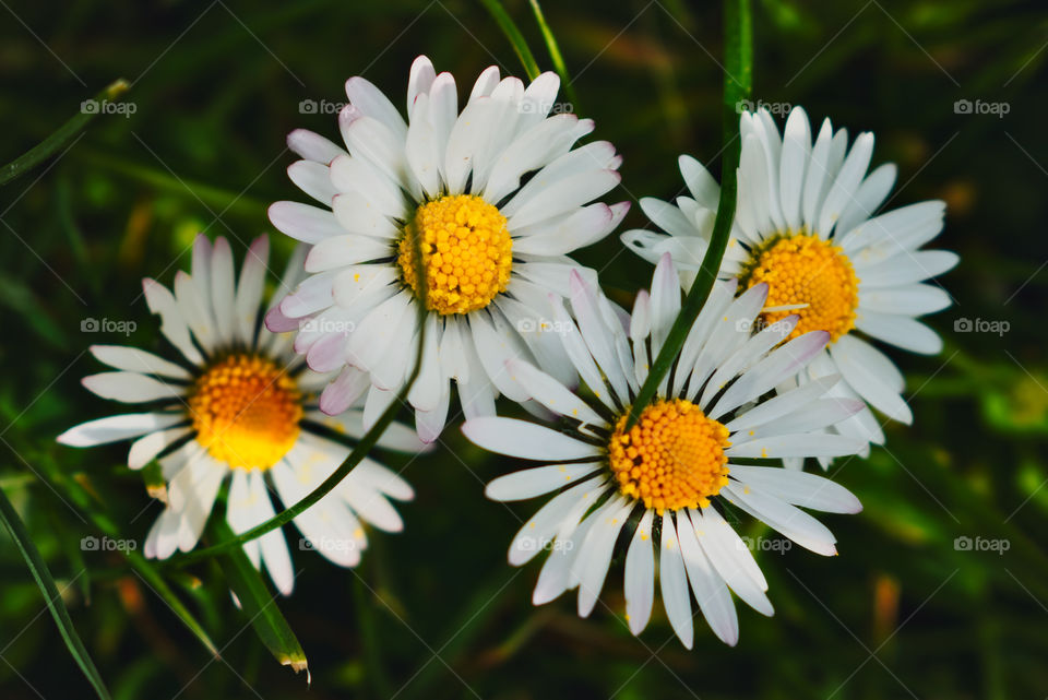 Daisies