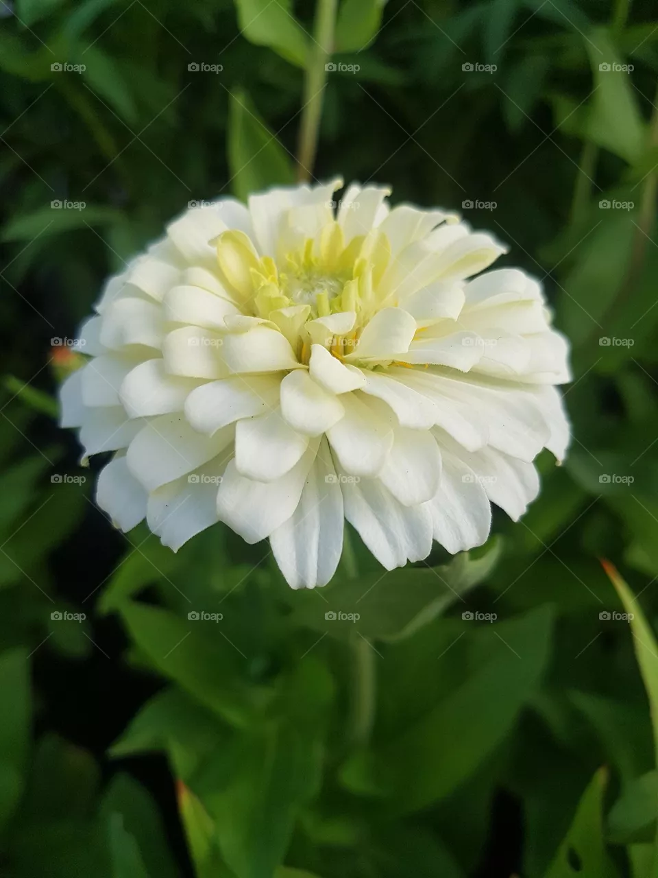 Zinnia in the garden