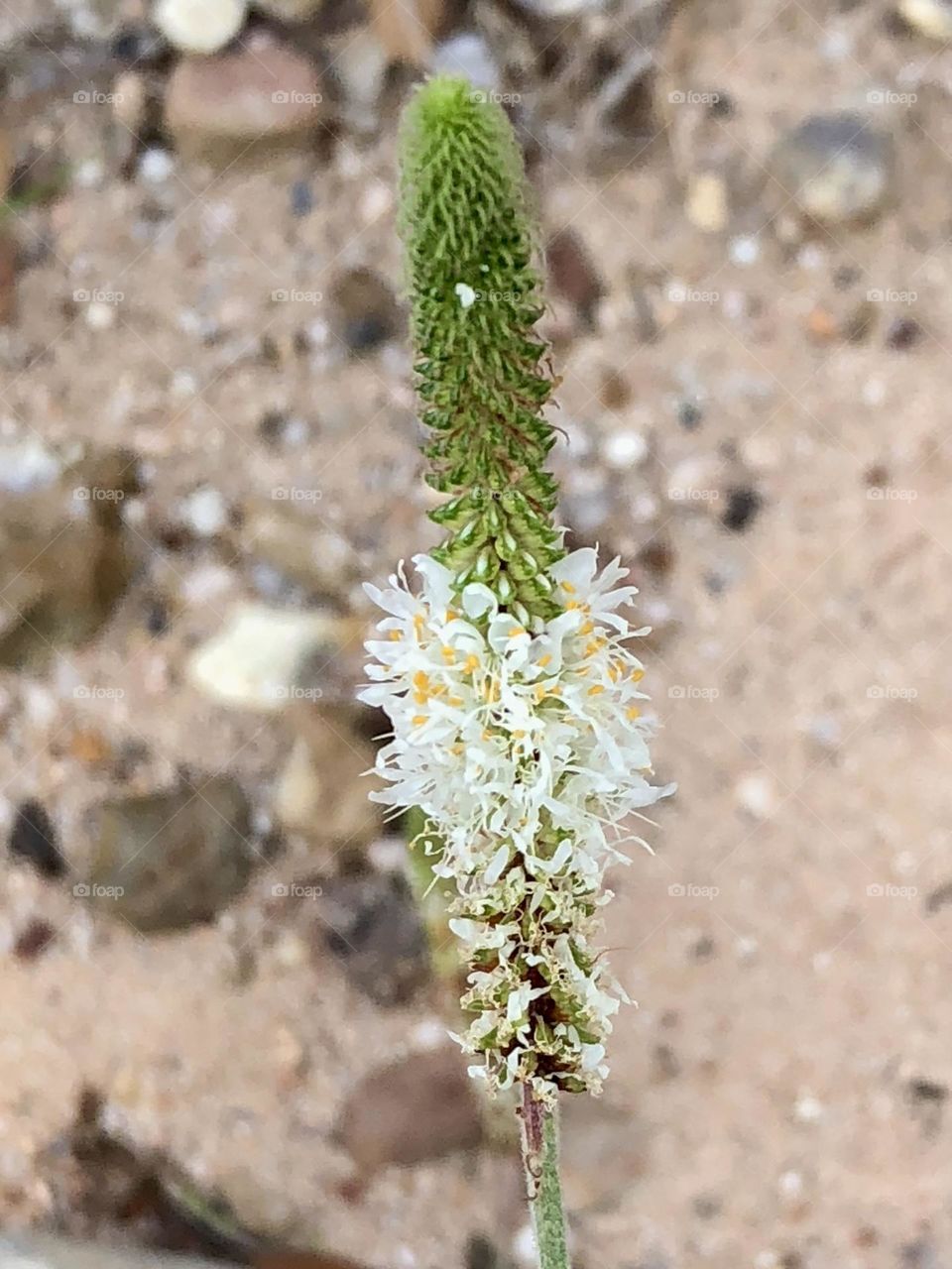 A weed growing on the side of the dirt road, tiny white and yellow flowers growing along its stem. 