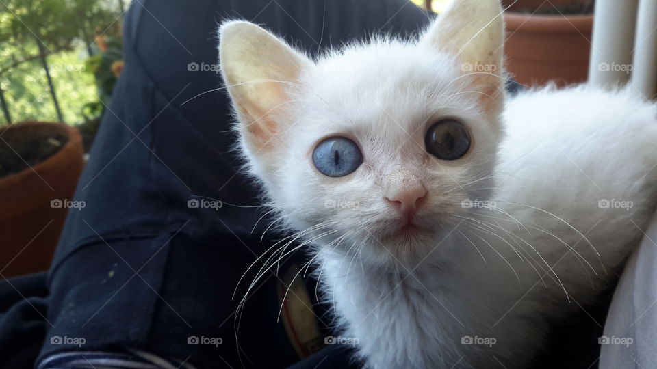 puppy White cat