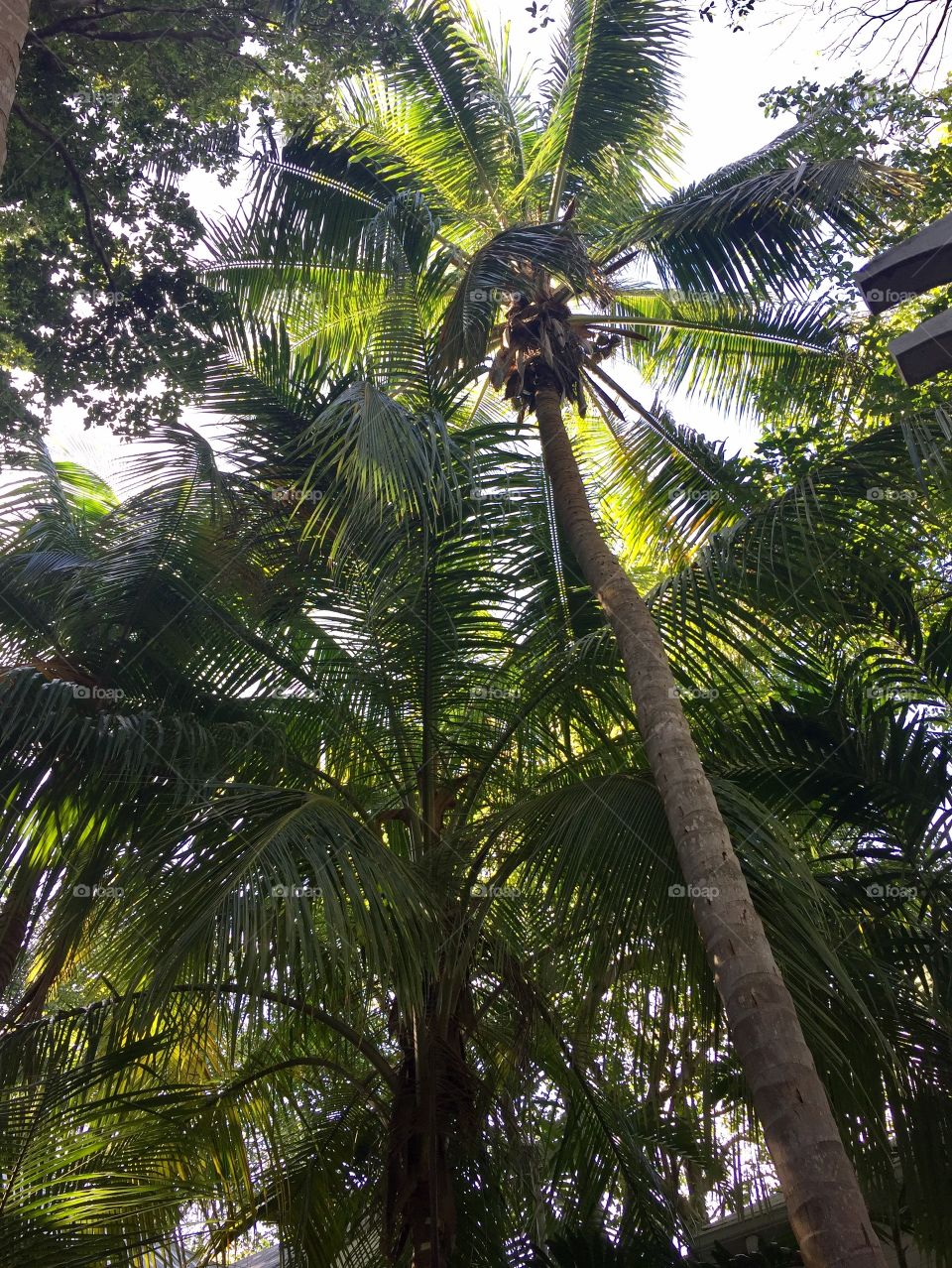 Green Palms