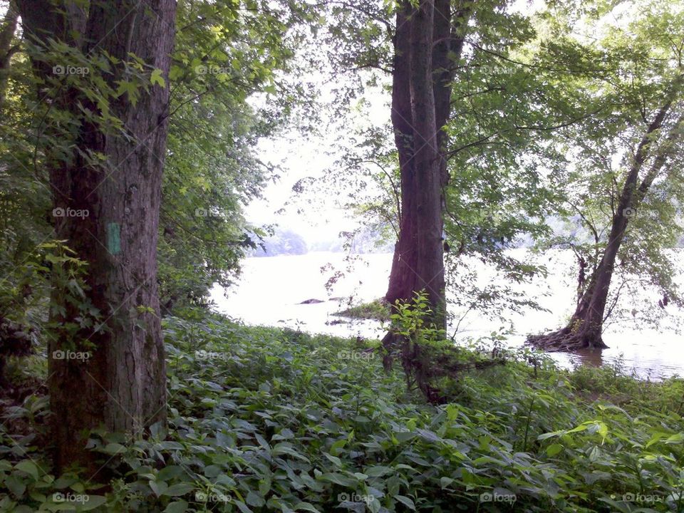 Potomac river Forest