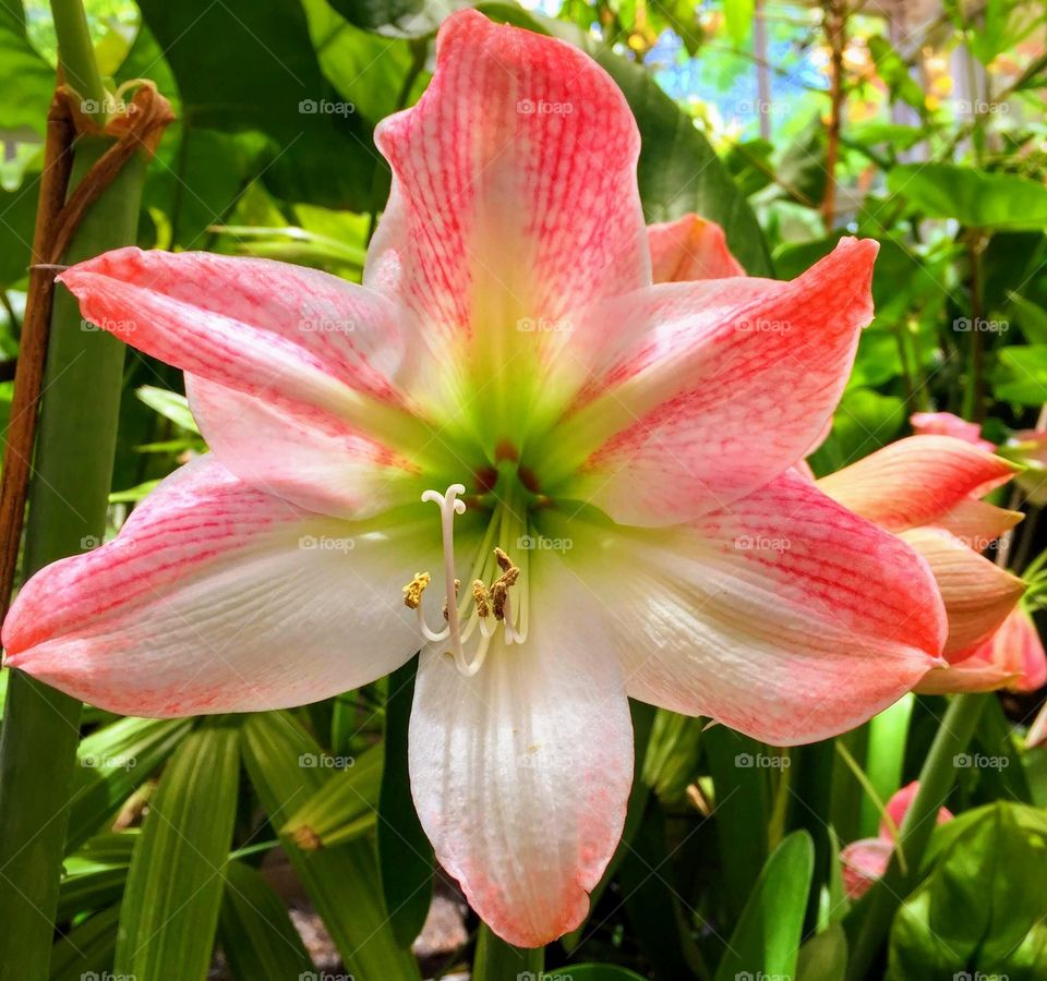 Closeup of the reproductive parts of a lily
