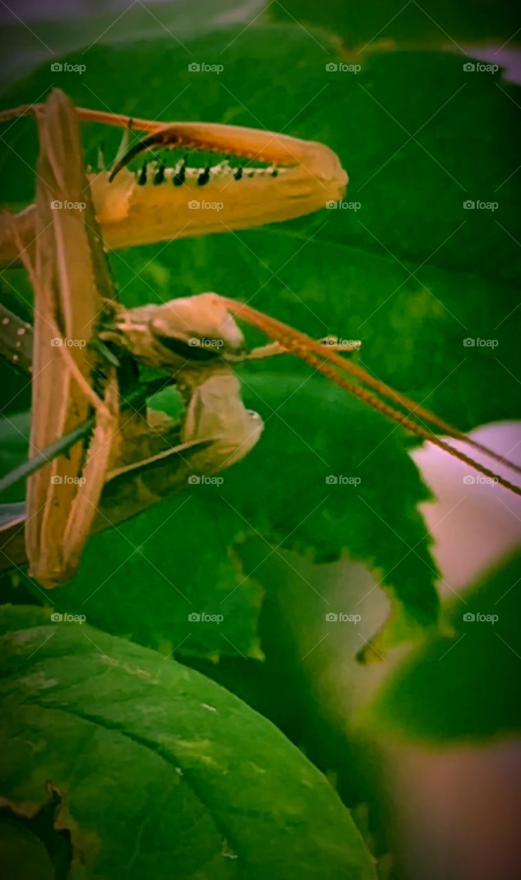 Preying mantis I brought home after finding at work