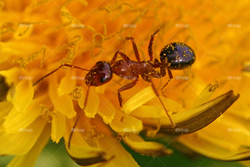 Ant on a dandelion macro