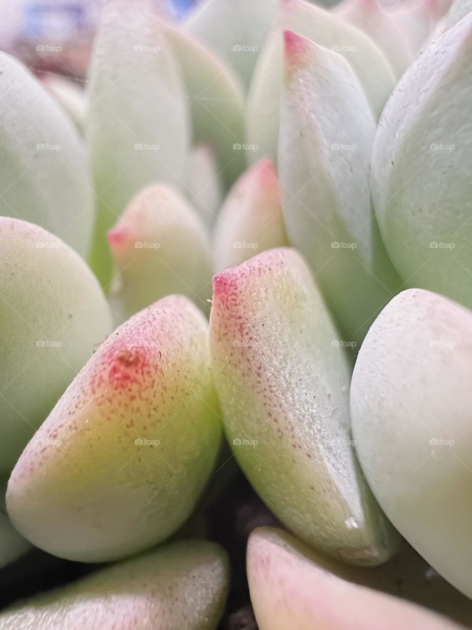 Squishy succulents 